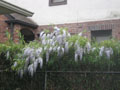 wisteria over the fence.JPG